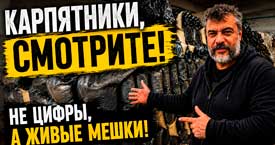 Карпятники, смотрите! Не цифры, а живые мешки.